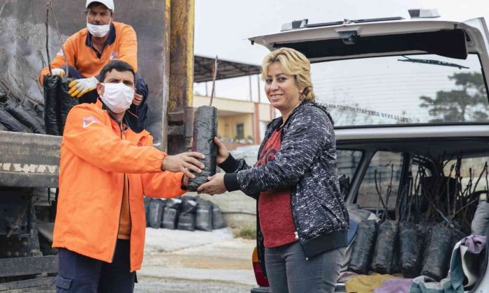 Büyükşehir Belediyesi 638 üreticiye 19 bin 690 ceviz fidanı dağıtıyor