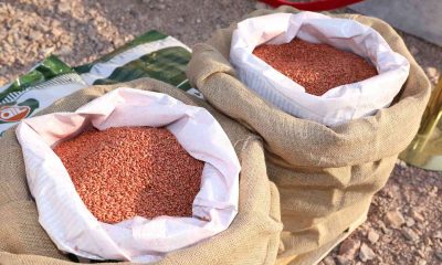 Büyükşehir’den selzede çiftçiye tohum desteği