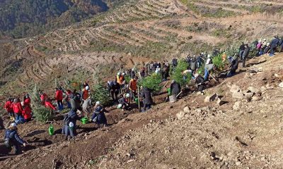 Devrek’te 100 bin fidan toprakla buluştu