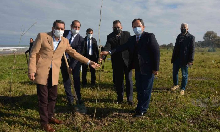 Fidanlar ormana dönüşecek