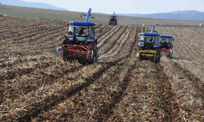 Gümüşhane’de patates hasadı tarla günü düzenlendi