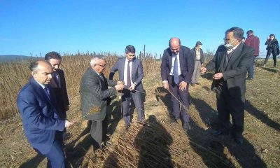 Kastamonu’da kenevir sökümü devam ediyor