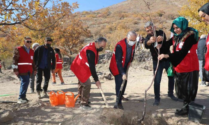 Kızılay Haftasında Ali Dağına yüzlerce meyve ağacı dikildi