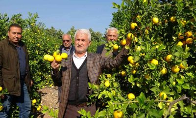 ’Limon kooperatif marketlerinde satılsın’ çağrısı