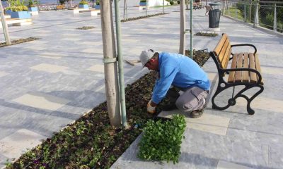 Manavgat Türkbeleni’nde 28 bin çiçek toprakla buluştu