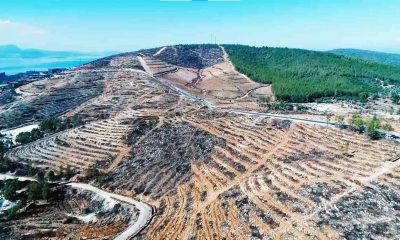 Muğla’da 28 milyon fidan toprakla buluşacak