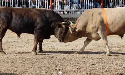 Nazilli’de boğalar eğitime destek için güreşti