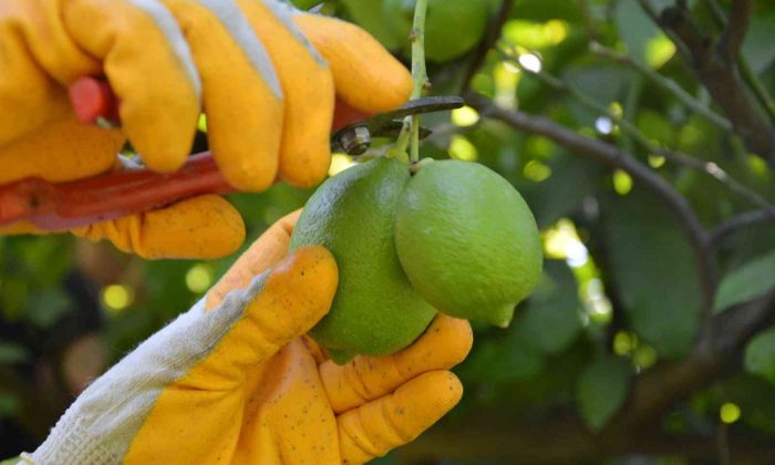 Ortaca’da narenciye üreticisi destek bekliyor