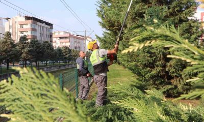 Samsun’u süsleyen ağaçlara kış bakımı