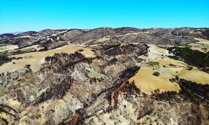 Yanan orman sahaları daha dayanıklı yeşerecek