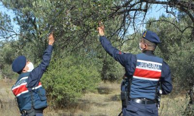 Zeytin hırsızlıklarına karşı tarlada 7/24 denetim