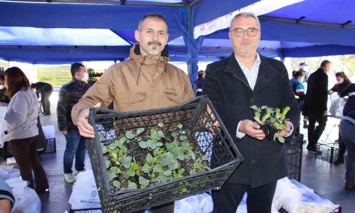 Aydın Büyükşehir Belediyesi 100 bin adet kışlık yerel fideyi vatandaşlara dağıttı