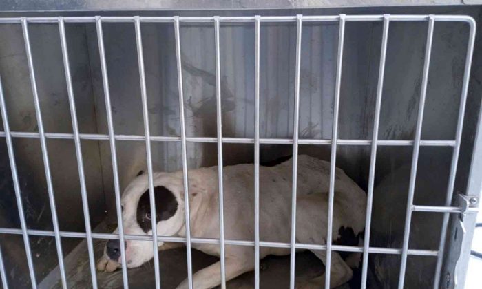 Çatak’ta pitbull cinsi köpek yakalandı