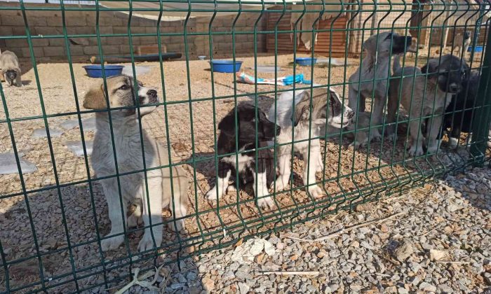 Elbistan’da sokak köpekleri barınakta misafir ediliyor