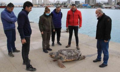 Halk plajı kıyısında ölü caretta caretta bulundu