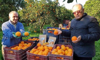 Kuyucak portakalı, Antalya portakalına rakip oldu