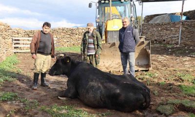 Nazilli’de inek kurtarma operasyonu 4 saat sürdü