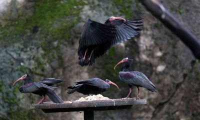 (Özel) Dünyada nesli tükeniyor….Bursa’da nüfusu artıyor