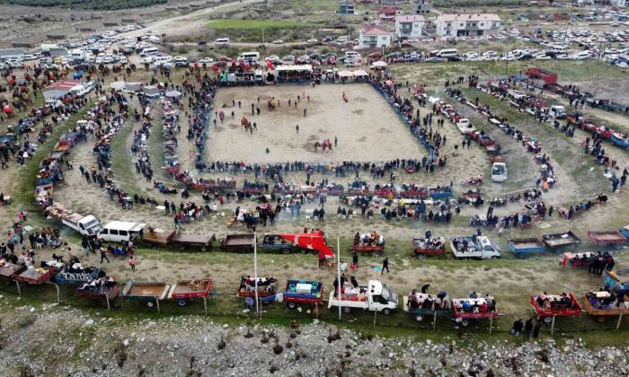 Pehlivan develer kozlarını Buharkent’te paylaştı