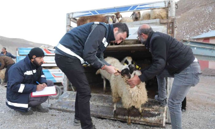 Sel mağdurlarına küçükbaş hayvan desteği