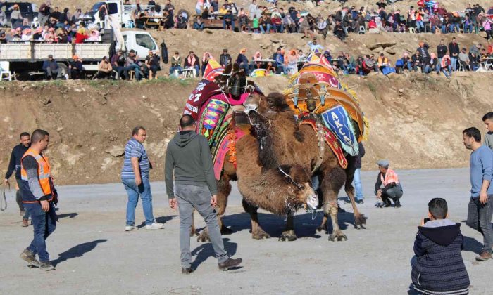 Türkiye’nin pehlivan develeri kozlarını Aydın Koçarlı’da paylaştı