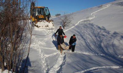 Battalgazi’de ‘tavukları’ telef olmaktan ekipler kurtardı