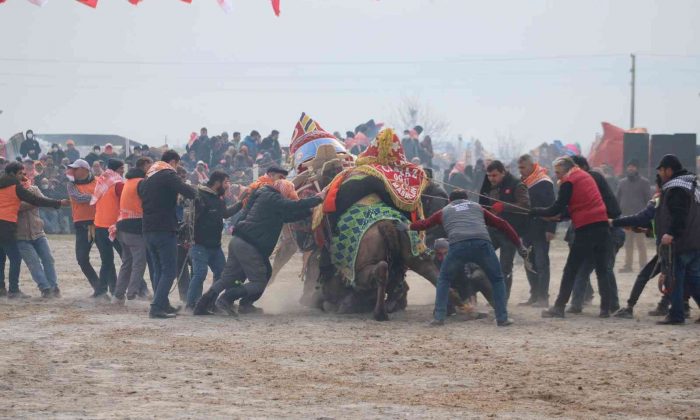 Efeler’de develer kıran kırana mücadele etti