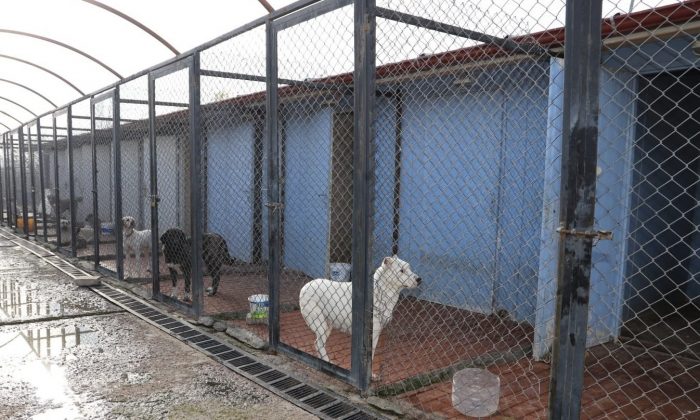 Erzincan’da 340 başıboş sokak köpeği toplandı