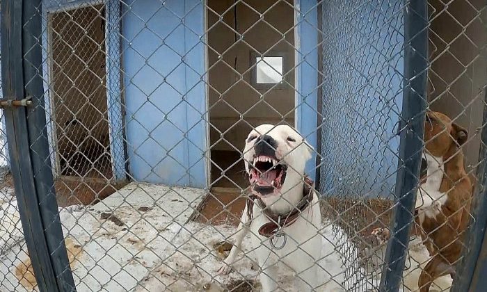 Erzincan’da sokak köpekleri toplanarak barınağa yerleştirildi