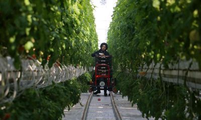 Kara kışta ürettiği domatesleri Avrupa’ya pazarlıyor