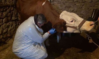 Karda mahsur kalan veterineri doğum yapan ineğe belediye ulaştırdı
