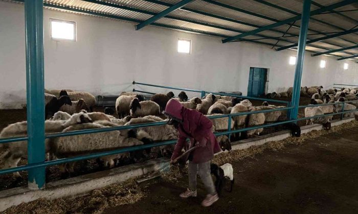 Niğdeli genç girişimci devlet desteğiyle koyun çiftliği kurdu